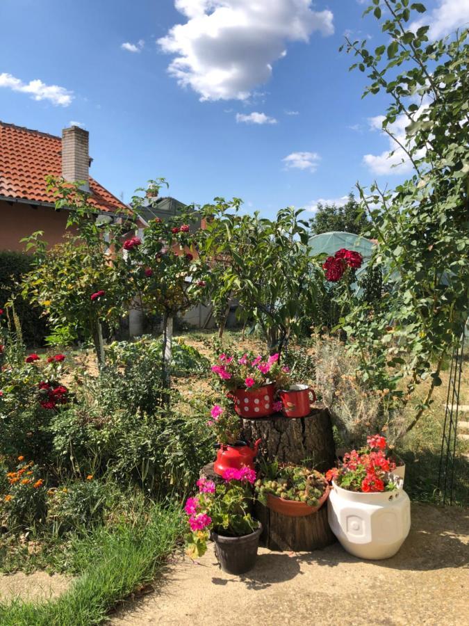 Kuca Za Odmor Davidovic Apartment *